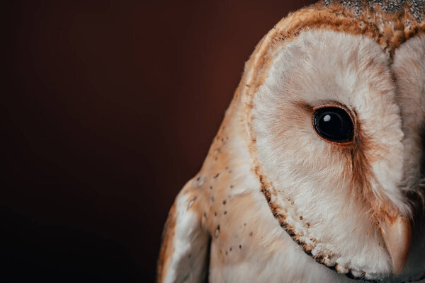 Cropped view of cute wild barn owl head on dark background