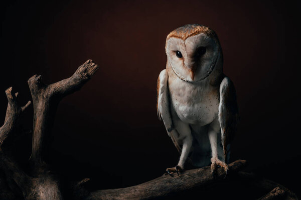 cute wild barn owl on wooden branch on dark background