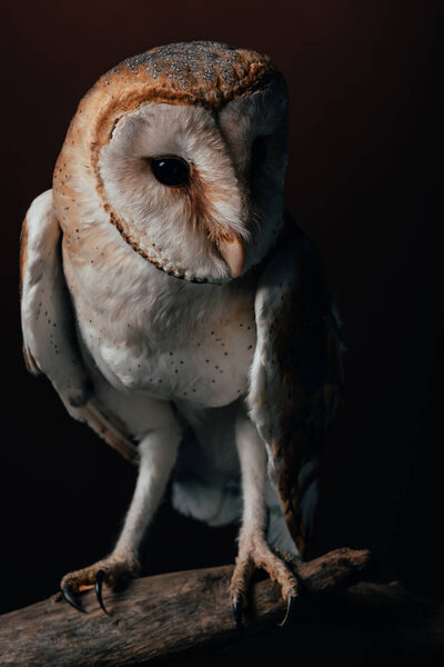 cute wild barn owl on wooden branch on dark background