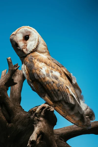 Fluffy Wild Barn Owl Sitting Wooden Branch Isolated Blue — Stock Photo, Image