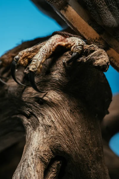 Καλλιεργημένη Άποψη Των Άγριων Νύχια Κουκουβάγια Αχυρώνα Ξύλινο Κλαδί Απομονωμένο — Φωτογραφία Αρχείου