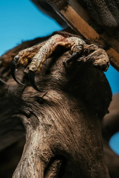 Cropped View Wild Barn Owl Claws Wooden Branch Isolated Blue — Stock Photo, Image