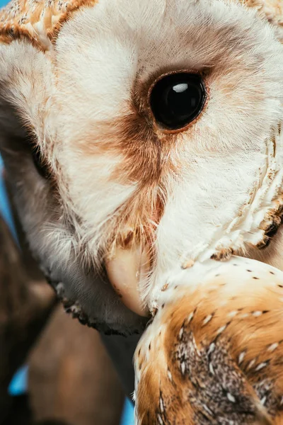 Close View Fluffy Wild Barn Owl Muzzle Isolated Blue — Stock Photo, Image
