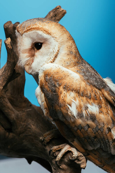 fluffy wild barn owl sitting on wooden branch isolated on blue