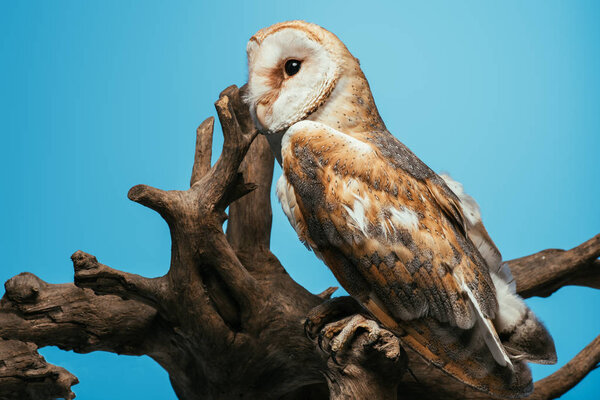 fluffy wild barn owl sitting on wooden branch isolated on blue