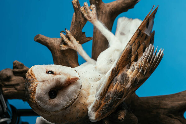 fluffy wild barn owl hanging on wooden branch isolated on blue