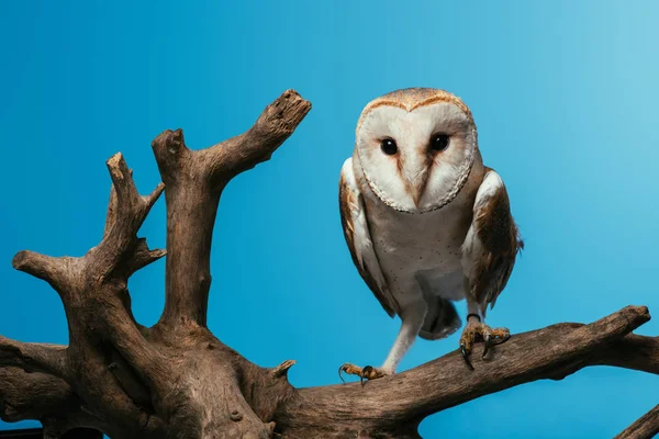 Fluffy Wild Barn Owl Wooden Branch Isolated Blue — Stock Photo, Image