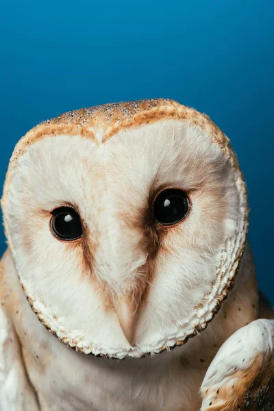 Fluffy Wild Barn Owl Muzzle Isolated Blue — Stock Photo, Image