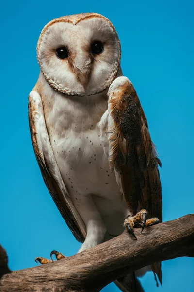 Coruja Celeiro Selvagem Fofo Galho Madeira Isolado Azul — Fotografia de Stock