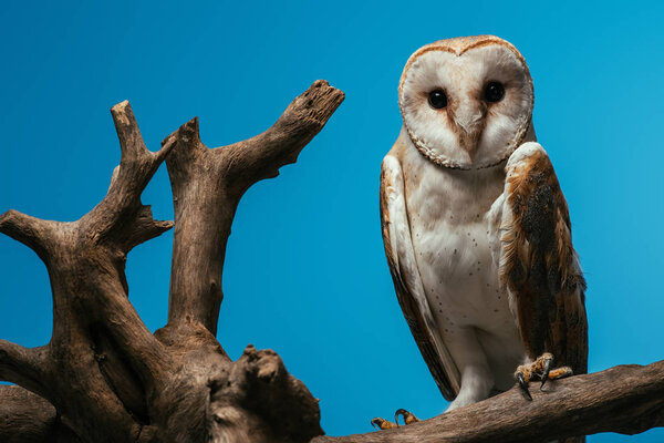 fluffy wild barn owl on wooden branch isolated on blue