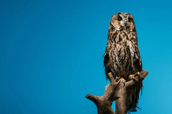 stock image cute wild owl on wooden branch isolated on blue