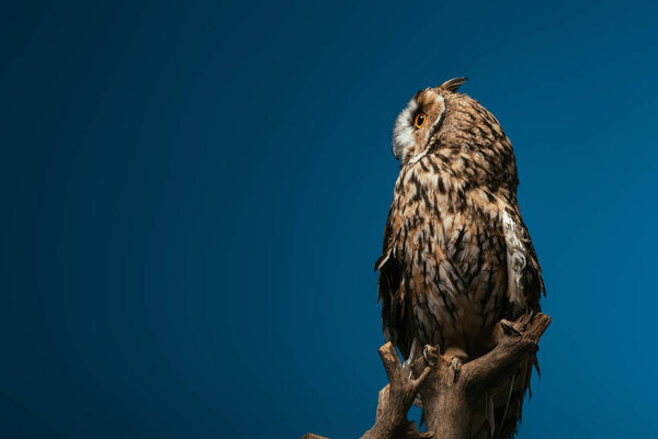 милый дикий сова сидит на деревянной ветке изолированы на синий

