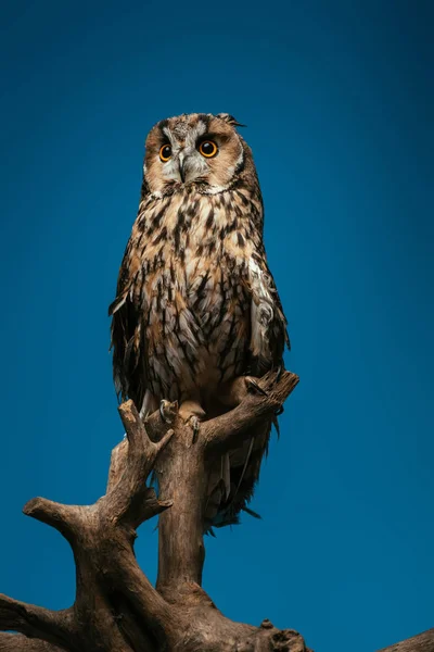 Cute Wild Owl Wooden Branch Isolated Blue — Stock Photo, Image