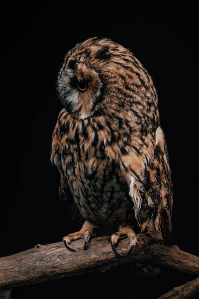 Cute Wild Owl Sitting Wooden Branch Isolated Black — Stock Photo, Image