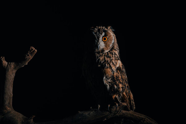 милый дикий сова сидит на деревянной ветке в темноте изолированы на черный
