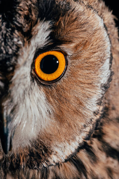 close up view of wild owl eye