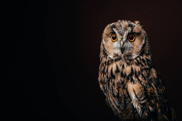 cute wild owl isolated on black