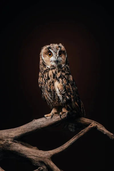 Cute Wild Owl Sitting Wooden Branch Isolated Black — Stock Photo, Image