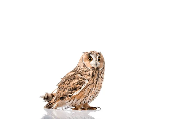 Cute Fluffy Wild Owl Isolated White Copy Space — Stock Photo, Image