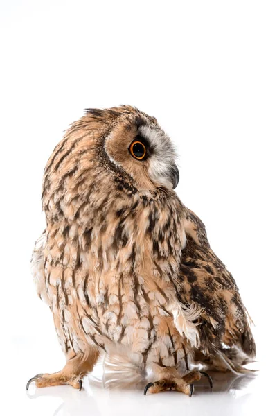 Cute Fluffy Wild Owl Isolated White — Stock Photo, Image