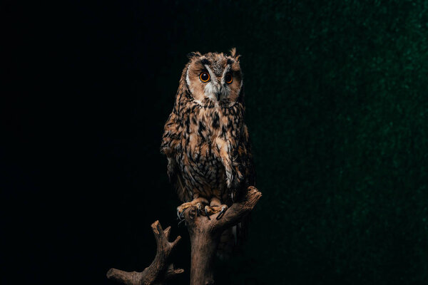 wild owl sitting in dark on wooden branch isolated on black