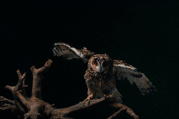 wild owl flying off in dark on wooden branch isolated on black