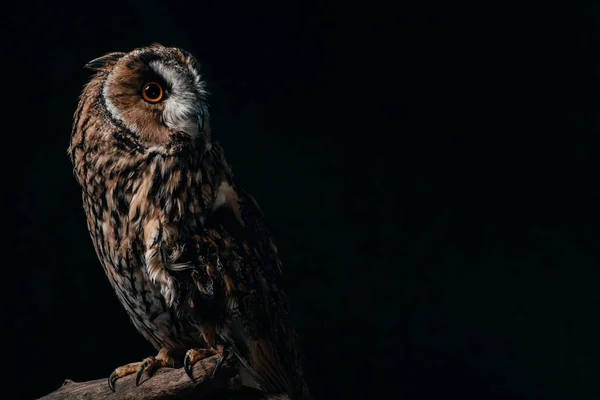 Waldkauz Sitzt Dunkeln Auf Hölzernem Ast Isoliert Auf Schwarz Mit — Stockfoto