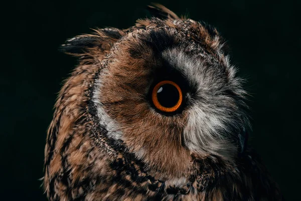 Vue Rapprochée Museau Hibou Sauvage Isolé Sur Noir — Photo