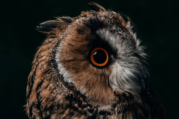 Close up view of wild owl muzzle isolated on black