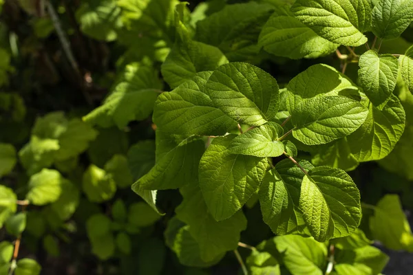 Close up view of green plant leaves with sunlight