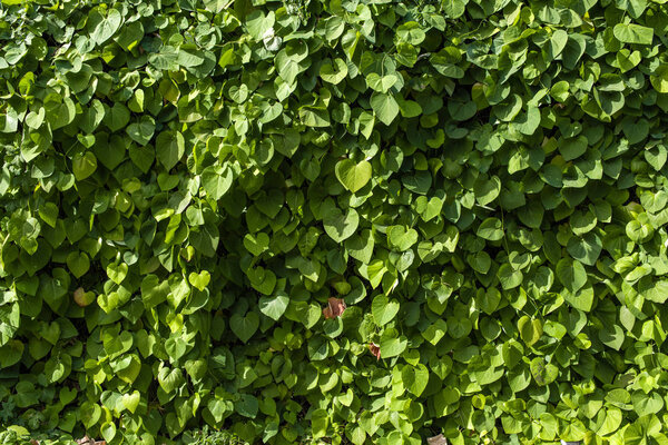 Bush twigs with green leaves and sunlight