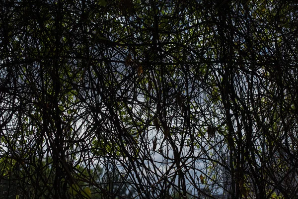 Donkere Bomen Takken Lucht Met Wolken — Stockfoto