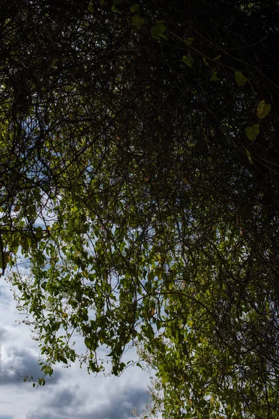 Tree branches with green foliage and cloudy sky at background
