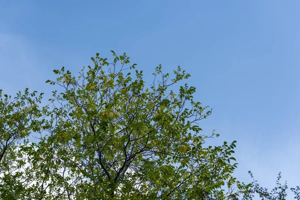 Vista Baixo Ângulo Árvores Com Folhas Verdes Céu Azul Fundo — Fotografia de Stock