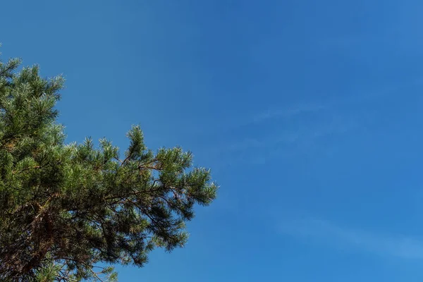 Vista Inferior Galhos Árvores Sempre Verdes Com Céu Azul Fundo — Fotografia de Stock