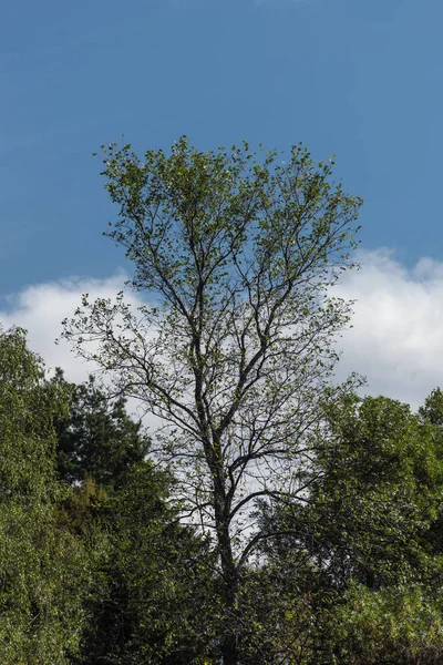 Δέντρα Πράσινα Φύλλα Και Συννεφιασμένο Ουρανό Στο Φόντο — Φωτογραφία Αρχείου