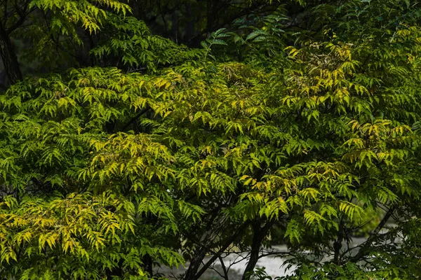 Alberi Con Foglie Verdi Parco Estate — Foto Stock