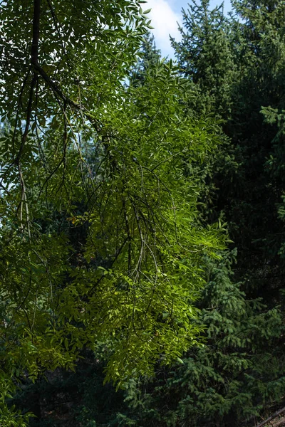 Branch of tree with green leaves and fir trees at background