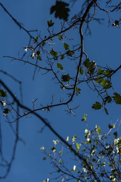 Green leaves on tree branches and blue sky at background