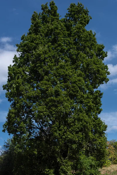 Arka Planda Mavi Gökyüzü Olan Selvi Ağacının Düşük Açılı Görüntüsü — Stok fotoğraf