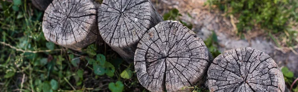 Bovenaanzicht Van Houten Stronken Groene Bladeren Grond Panoramisch Schot — Stockfoto