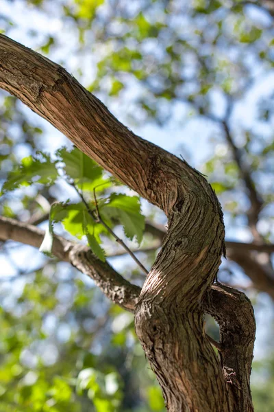 Närbild Druvan Stam Med Gröna Blad — Stockfoto