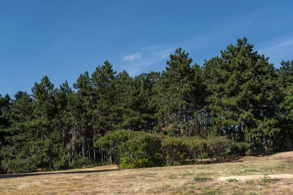 Los Abetos Sobre Hierba Parque Con Cielo Azul Fondo —  Fotos de Stock