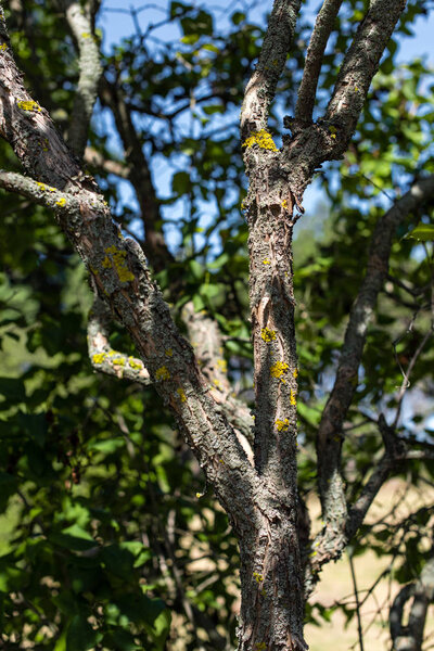Close up view of moss on tree trunk with blue sky at background