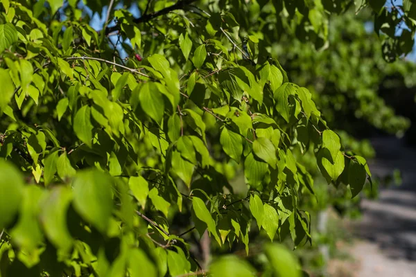 Κοντινή Άποψη Των Πράσινων Φύλλων Στα Κλαδιά Των Δέντρων — Φωτογραφία Αρχείου