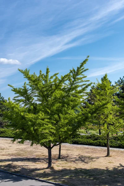 Immergrüne Bäume Mit Blauem Himmel Hintergrund — Stockfoto