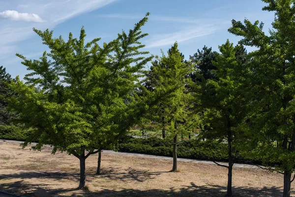 Evergreen trees in park and blue sky at background
