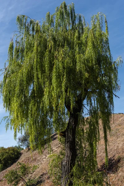 青柳树在山丘上 蓝天在背景 — 图库照片