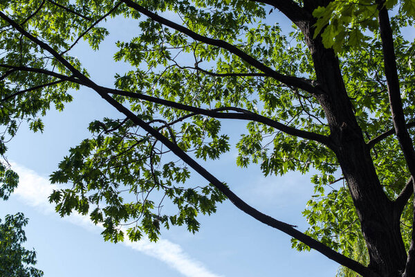 Низкий угол зрения кленово-зеленые листья с голубым небом на заднем плане
