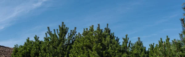 Tannenbäume Mit Blauem Himmel Hintergrund Panoramaaufnahme — Stockfoto